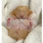 Hámsters,Ratitas y algo más 🐹🐭