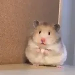 Hámsters,Ratitas y algo más 🐹🐭
