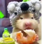 Hámsters,Ratitas y algo más 🐹🐭