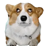 Animales Random