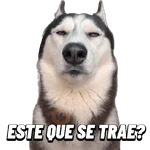 Animales Random