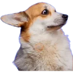 Animales Random