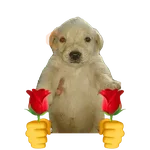 Animales locos