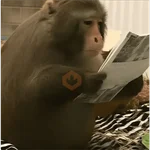 animales