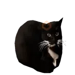 Meme Kucing Viral #2 🐱