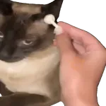 Meme Kucing Viral #2 🐱