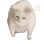 Meme Kucing Viral #2 🐱
