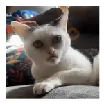 Meme animal random 🌈🙉