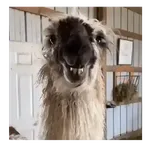 Meme animal random 🌈🙉