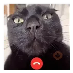 Meme animal random 🌈🙉