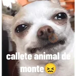 animales ramdom