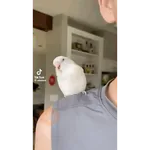 Animales graciosos
