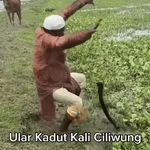 anomali tiktok meme