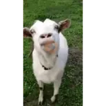niña