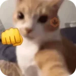 Cat Meme