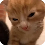 Cat Meme