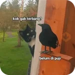 Cat Meme