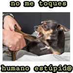 perritos haciendo caras 😌 