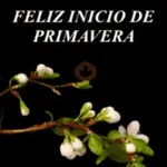 🌼🌼🌼 FELIZ PRIVAVERA 🌼🌼🌼