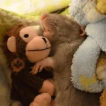 ratitas