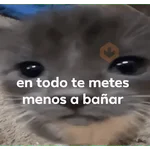 Michi frases