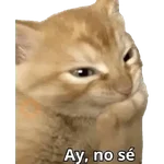 Michi frases