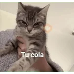 Michi frases