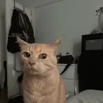 MEME Kucing Baru