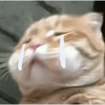 MEME Kucing Baru