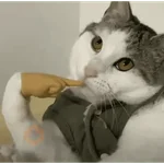 MEME Kucing Baru