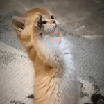 Cat Meme