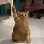 Cat Meme