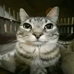 Cat Meme