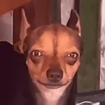 animales miadøs