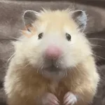 animales miadøs