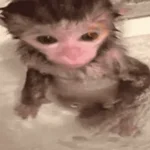 animales miadøs