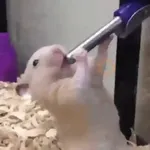 Ratita - Hamster en movimiento