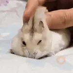 Ratita - Hamster en movimiento