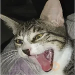 Memes