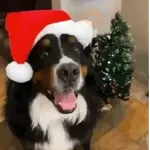 🗣️🎄NAVIDAD MEMES