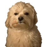Chupalamiamor