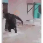Monito bailando 🐒