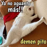 Gatos y gatitos hornys 🥵🔥