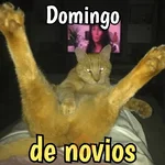 Gatos y gatitos hornys 🥵🔥