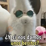 Gatos y gatitos hornys 🥵🔥
