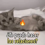 Gatos y gatitos hornys 🥵🔥