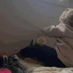 gatos