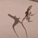 gatos