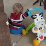 gatos