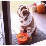 Memes - Halloween - 2025